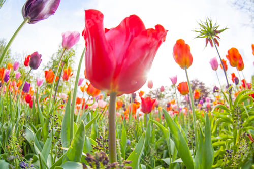 Preview: Colorful Tulips. Tulips In Spring,Colourful Tulip