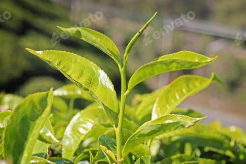 Preview: Mountains And Tea Plantations. Munnar, Kerala, India