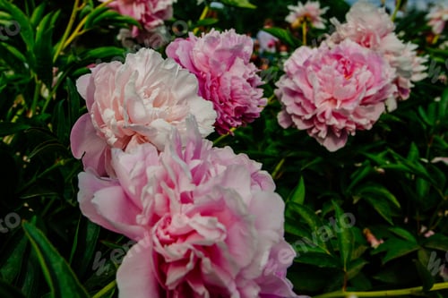 Preview: Beutiful Peony Flower Taken In Botanical Garden In Summer