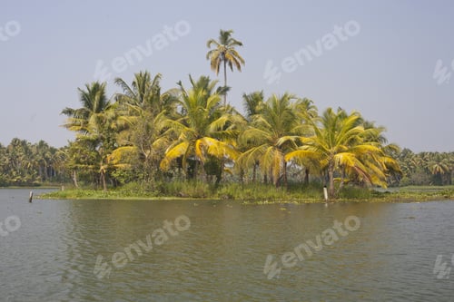 Preview: Palm Trees Taken On The Backwaters Of Kerala, India