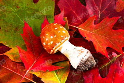 Preview: Autumn Background With Leafes And Mushrooms