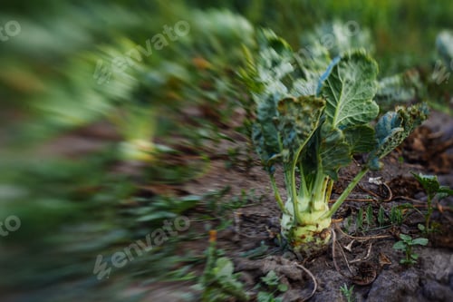 Preview: Cabbage In The Garden,Fresh Kitchen Garden Cabbage