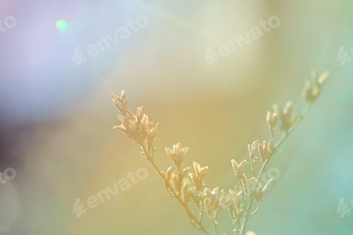 Preview: First Leafes And Kidneys In Spring Inbright Sunlight