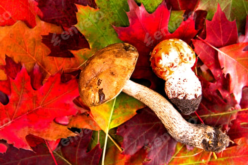 Preview: Autumn Background With Leafes And Mushrooms