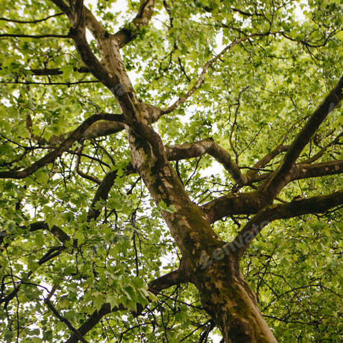 Preview: Sycamore Tree In The Park, Summer Season