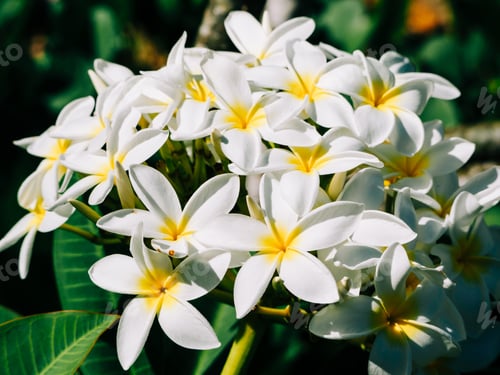 Preview: Dominican Republic Is A Blooming Plumeria Flower.