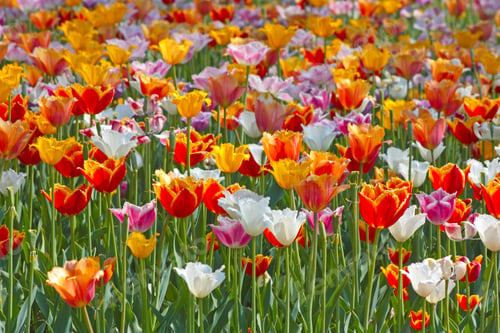 Preview: Colorful Tulips
