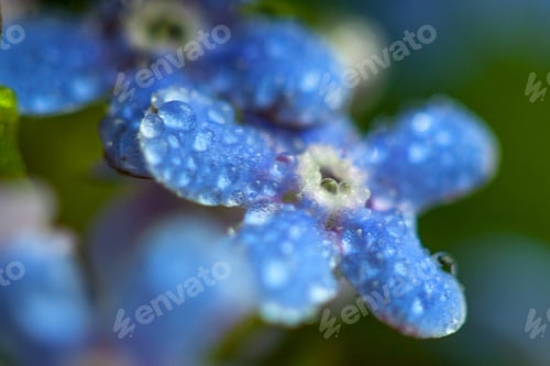 Preview: A Bunch Of Forget Me Nots With Morning Dew Drops
