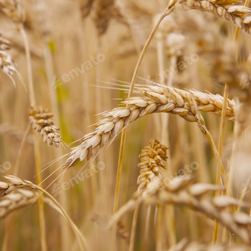Preview: Wheat Field