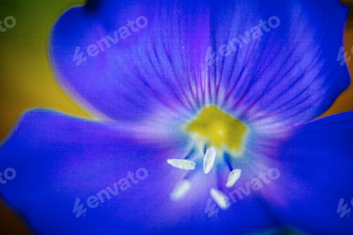 Preview: Close-Up Of Blue Flax Flower. Macro