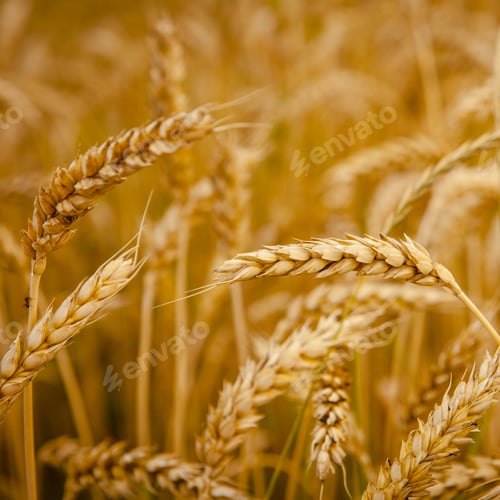Preview: Wheat Field
