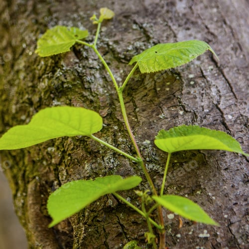Preview: Tree Bark With Spring Tree Leafes