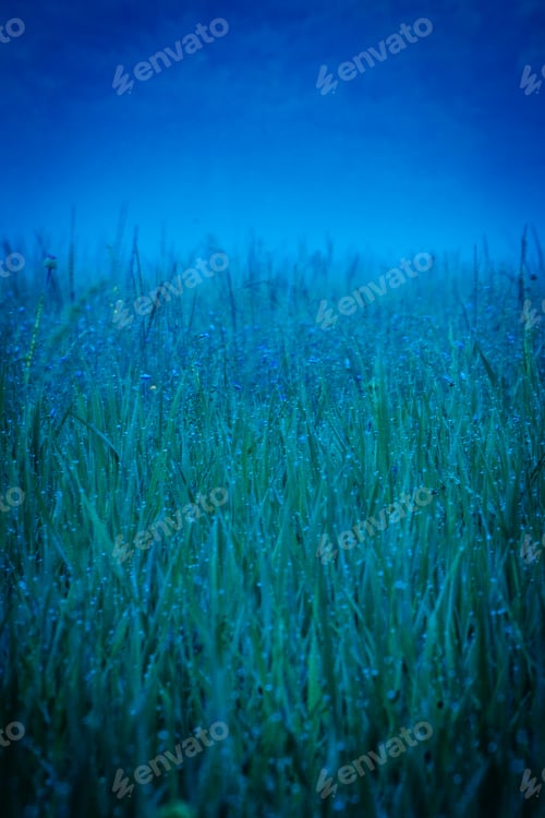 Preview: Grass Field With Morning Dew And Fog