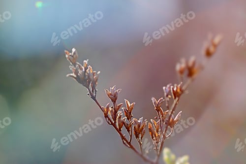 Preview: First Leafes And Kidneys In Spring Inbright Sunlight