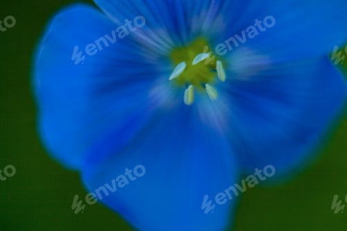 Preview: Close-Up Of Blue Flax Flower. Macro