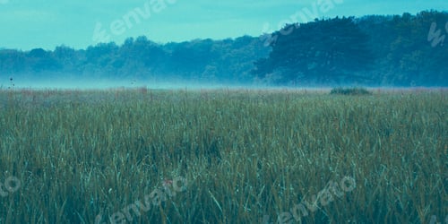 Preview: Grass Field With Morning Dew And Fog