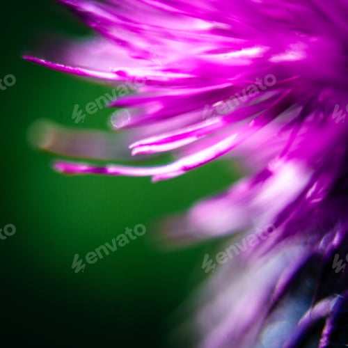 Preview: Closeup Of A Milk Thistle Flower