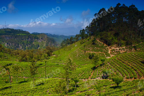 Preview: Tea Plantation Landscape In Sri Lanka