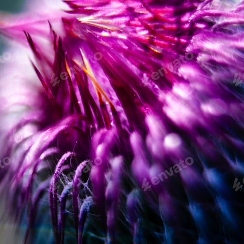 Preview: Closeup Of A Milk Thistle Flower