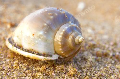 Preview: Beautiful White Sea Shell On Sand Background
