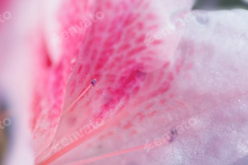 Preview: Bright Pink Rhododendron Macro Photo
