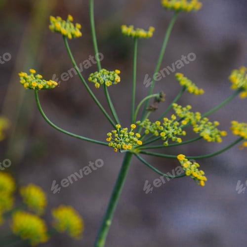 Visualização: Endro no jardim de perto