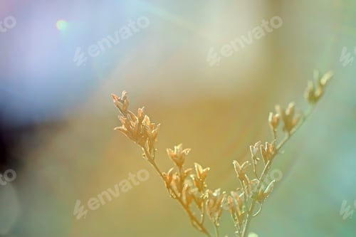 Preview: First Leafes And Kidneys In Spring Inbright Sunlight