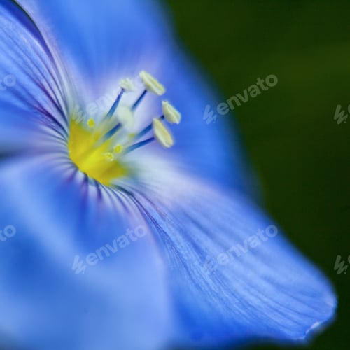 Preview: Close-Up Of Blue Flax Flower. Macro
