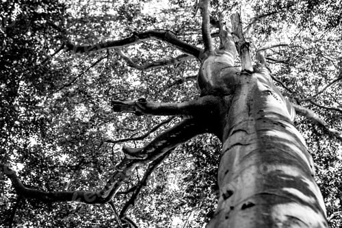 Preview: Black And White Graphical Natural Background Of Trees In Summer