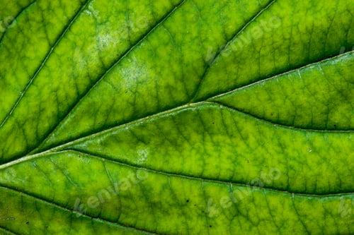 Preview: Green Leaf With Structure, Macro