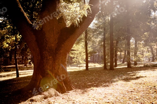 Preview: Golden Leaves On Branch, Autumn Wood With Sun Rays, Beautiful Landscape