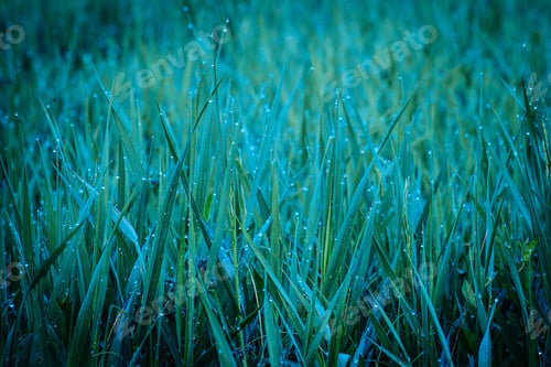 Preview: Fresh Thick Grass With Water Drops In The Early Morning