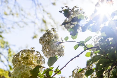 Preview: Green Bush With Clusters Of White Flowers Background