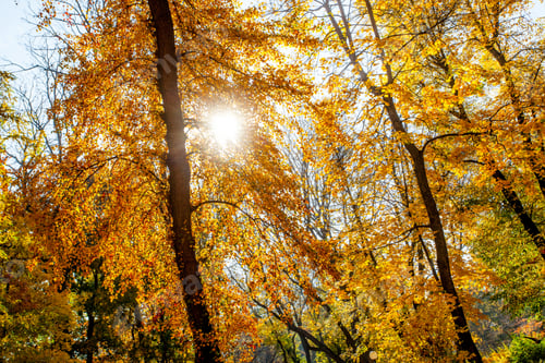 Preview: Beautiful Autumn Park With The Yellow Trees In Sunny Weather