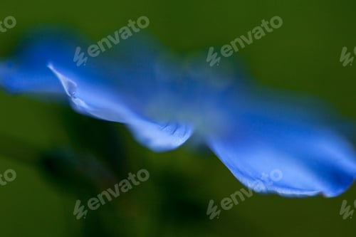 Preview: Close-Up Of Blue Flax Flower. Macro