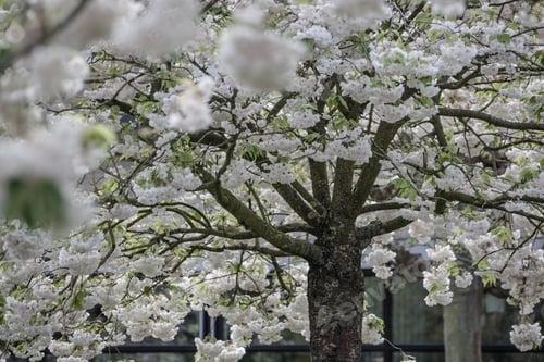 Preview: Blossoming Tree And Blooming Flowers In Dutch Garden 'Keukenhof', Holland,