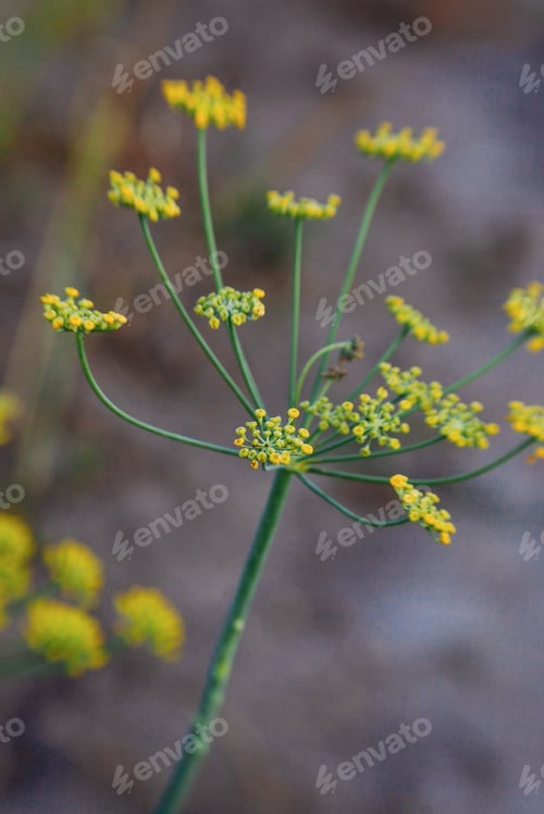 Visualização: Endro no jardim de perto