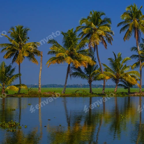 Preview: Palm Trees Taken On The Backwaters Of Kerala, India