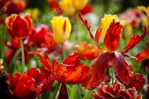 Preview: Red Tulip Flowers On The Garden, Outdoor Park