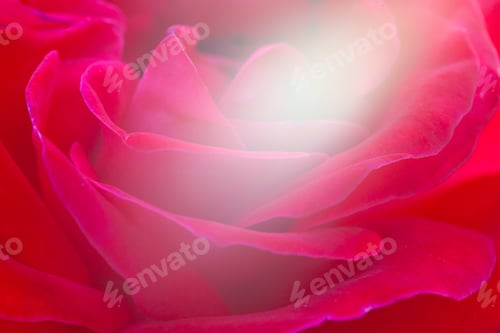 Preview: Macro Beautiful Gentle Red Pose Background With Sunlight Glare
