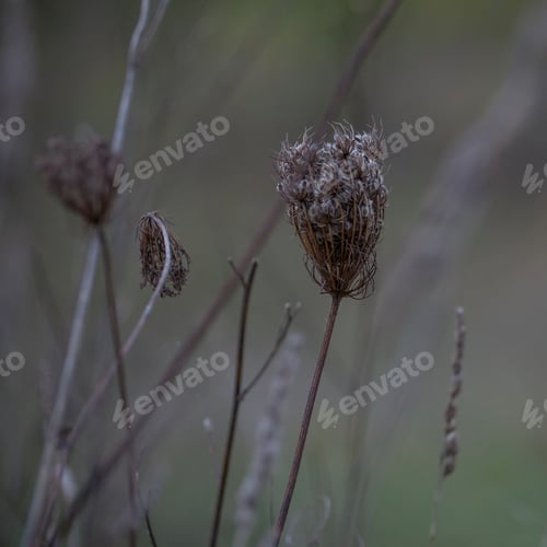 Preview: Dry Flower Bush