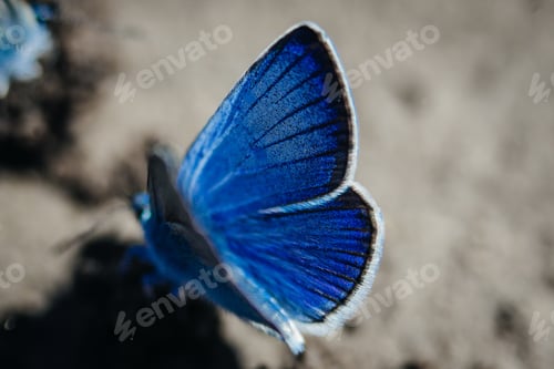 Preview: Karner Blue Butterfly (Polyommatus Icarus) Macro.
