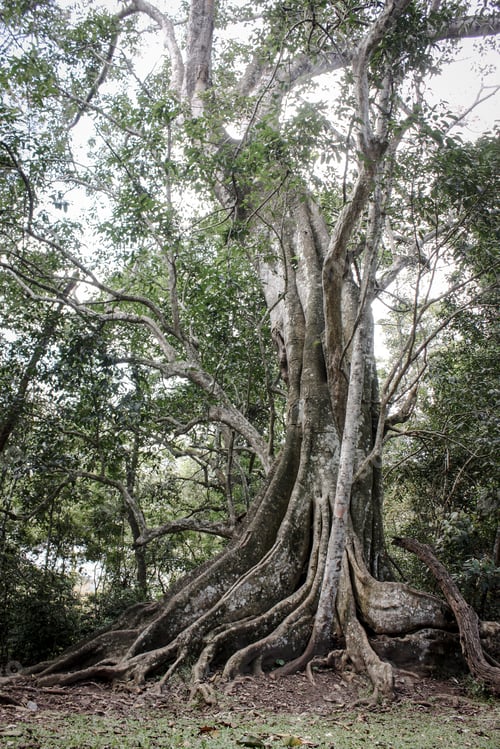 Preview: Big Tree Taken In Kerala, India