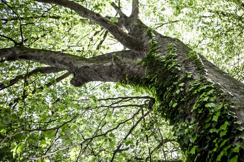 Preview: Green Natural Background Of Trees In Summer