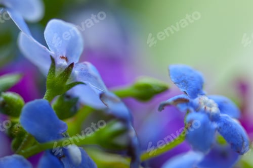 Preview: Macro Of Forget-Me-Not Flower