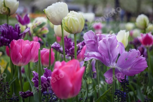 Preview: Pink Tulips