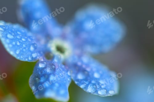 Preview: A Bunch Of Forget Me Nots With Morning Dew Drops