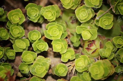 Preview: Meadow Flowers Ground Covers