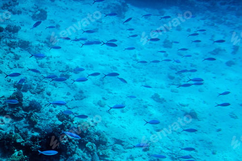 Preview: Underwater Life Of The Red Sea With Fishes And Corals, Egypt