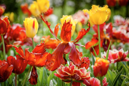 Preview: Red Tulip Flowers On The Garden, Outdoor Park